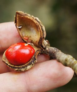 Hạt Dổi Rừng - Vàng Đen Tây Bắc