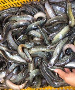 Chạch Đồng Tươi